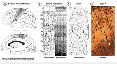 cells of betz|Betz cells of the primary motor cortex .